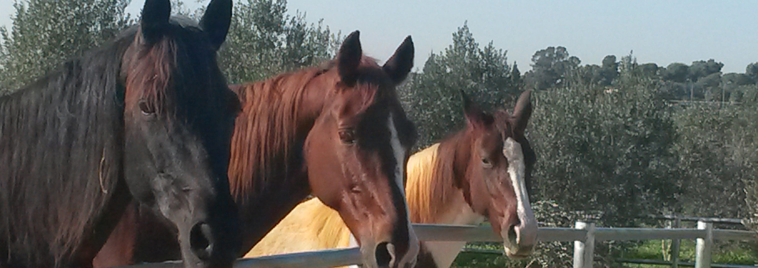חוות סוסים אוליבו בן שמן
