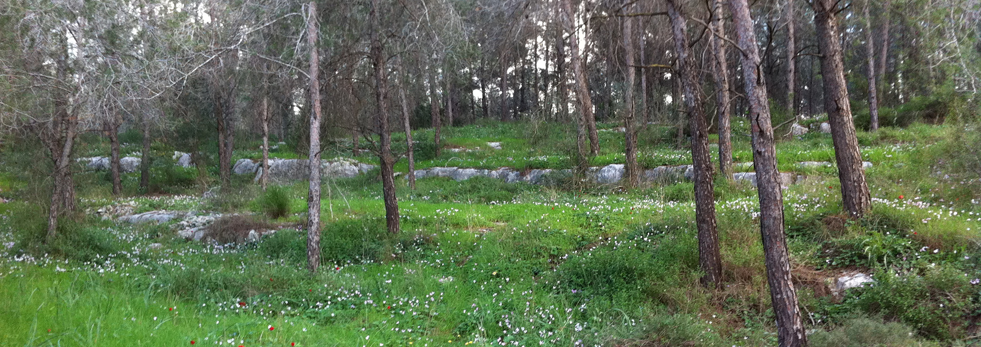 מסיבות בחוות סוסים קסומה במושב בן שמן